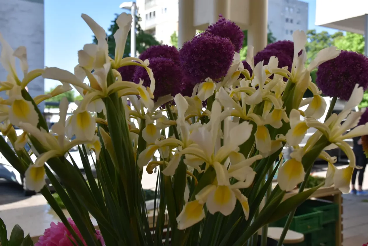 Tržnica, Čakovec, 31.5.2025 (14) Tržnica, Čakovec, 31.5.2025 (14)