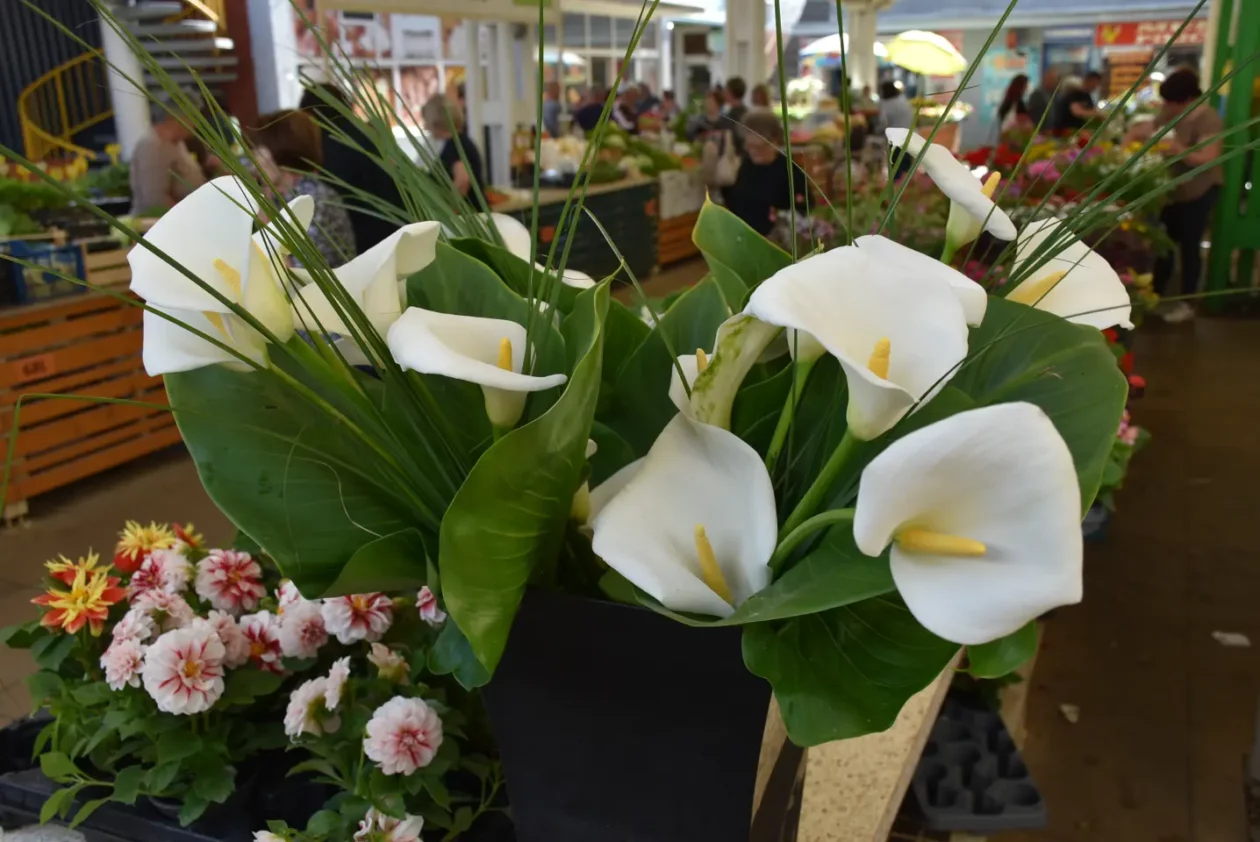 Tržnica, Čakovec, 31.5.2025 (21) Tržnica, Čakovec, 31.5.2025 (21)