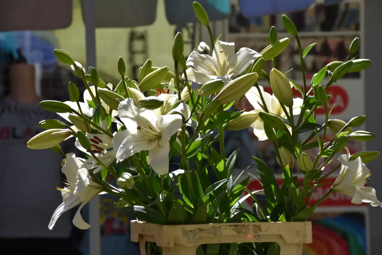 Tržnica, Čakovec, 31.5.2025 (23) Tržnica, Čakovec, 31.5.2025 (23)