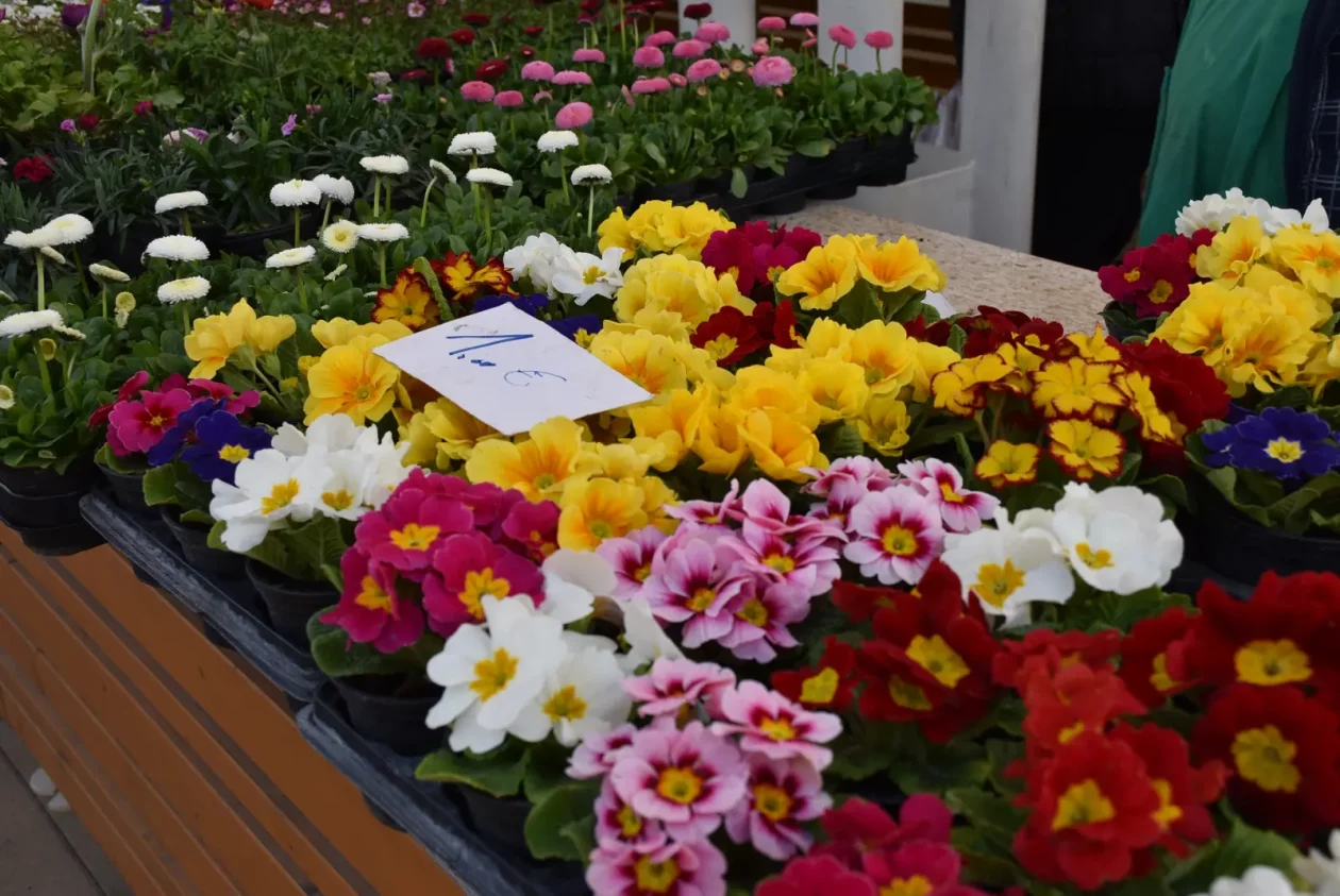 Tržnica, Čakovec, 7.3.25 (1)