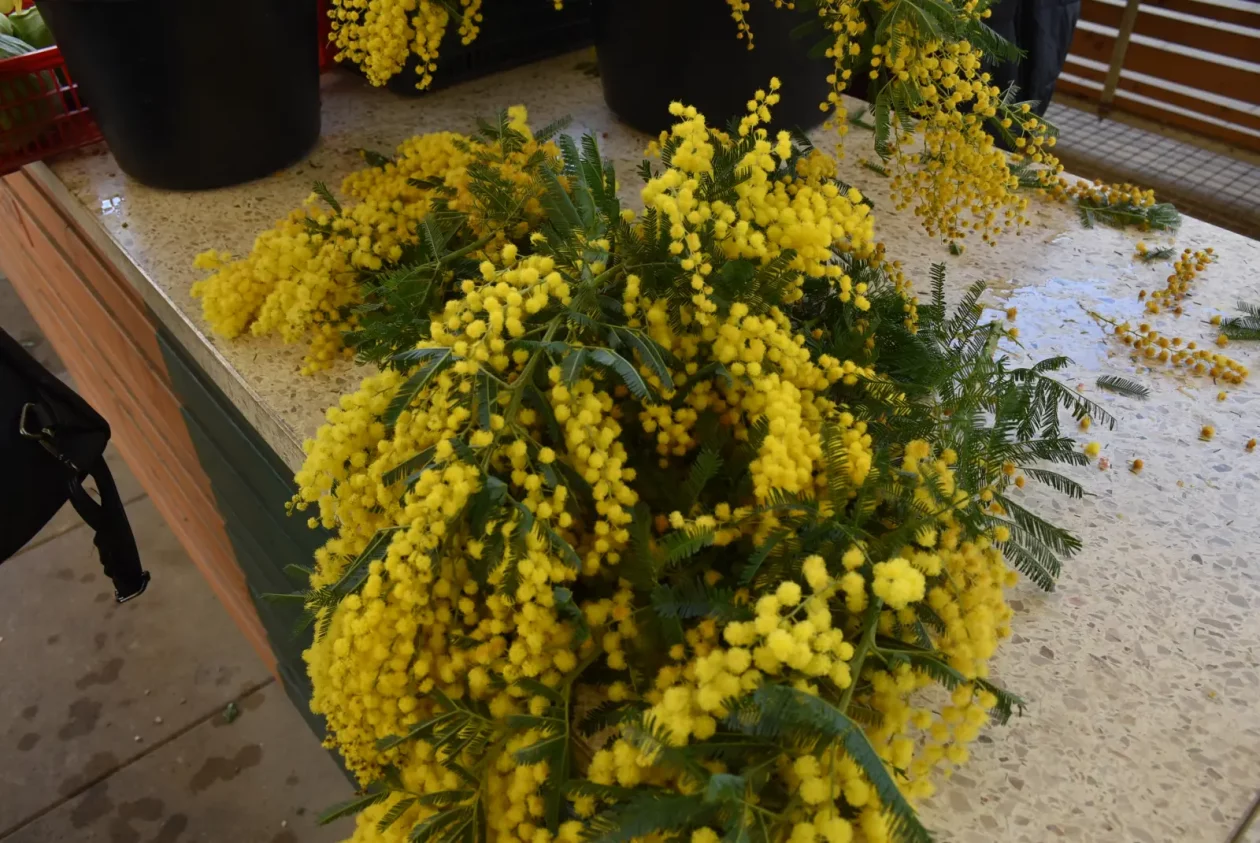 Tržnica, Čakovec, 7.3.25 (13)