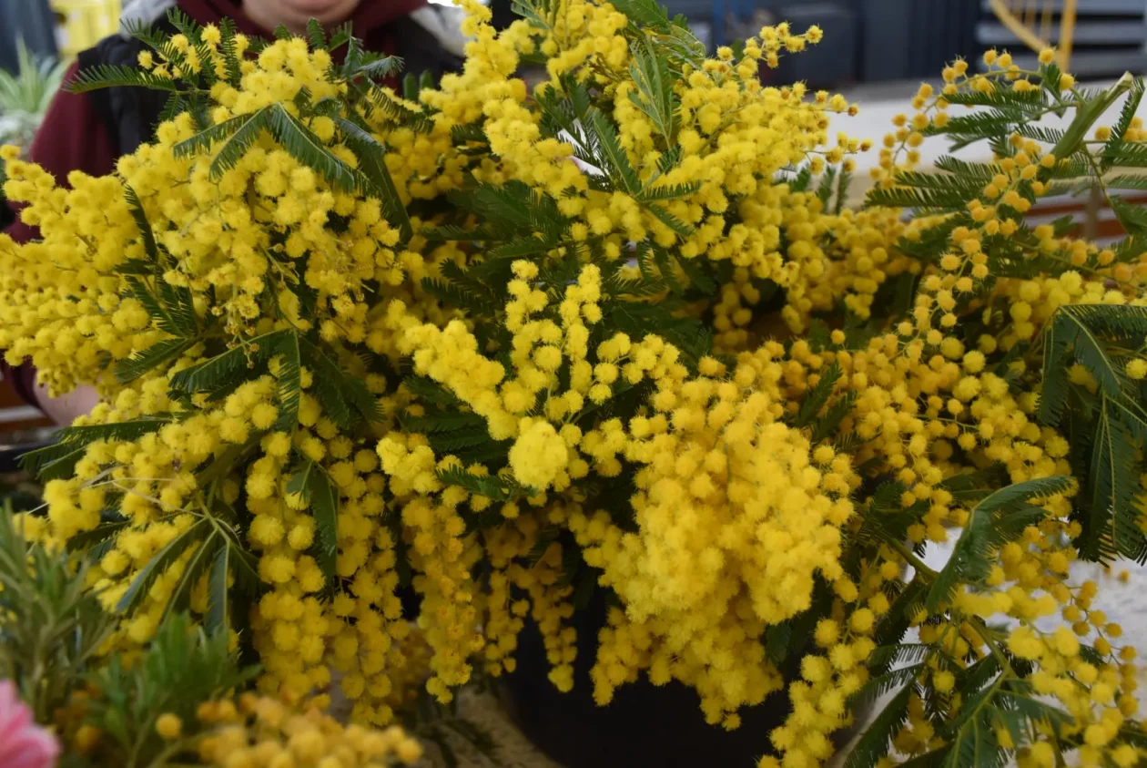 Tržnica, Čakovec, 7.3.25 (14)