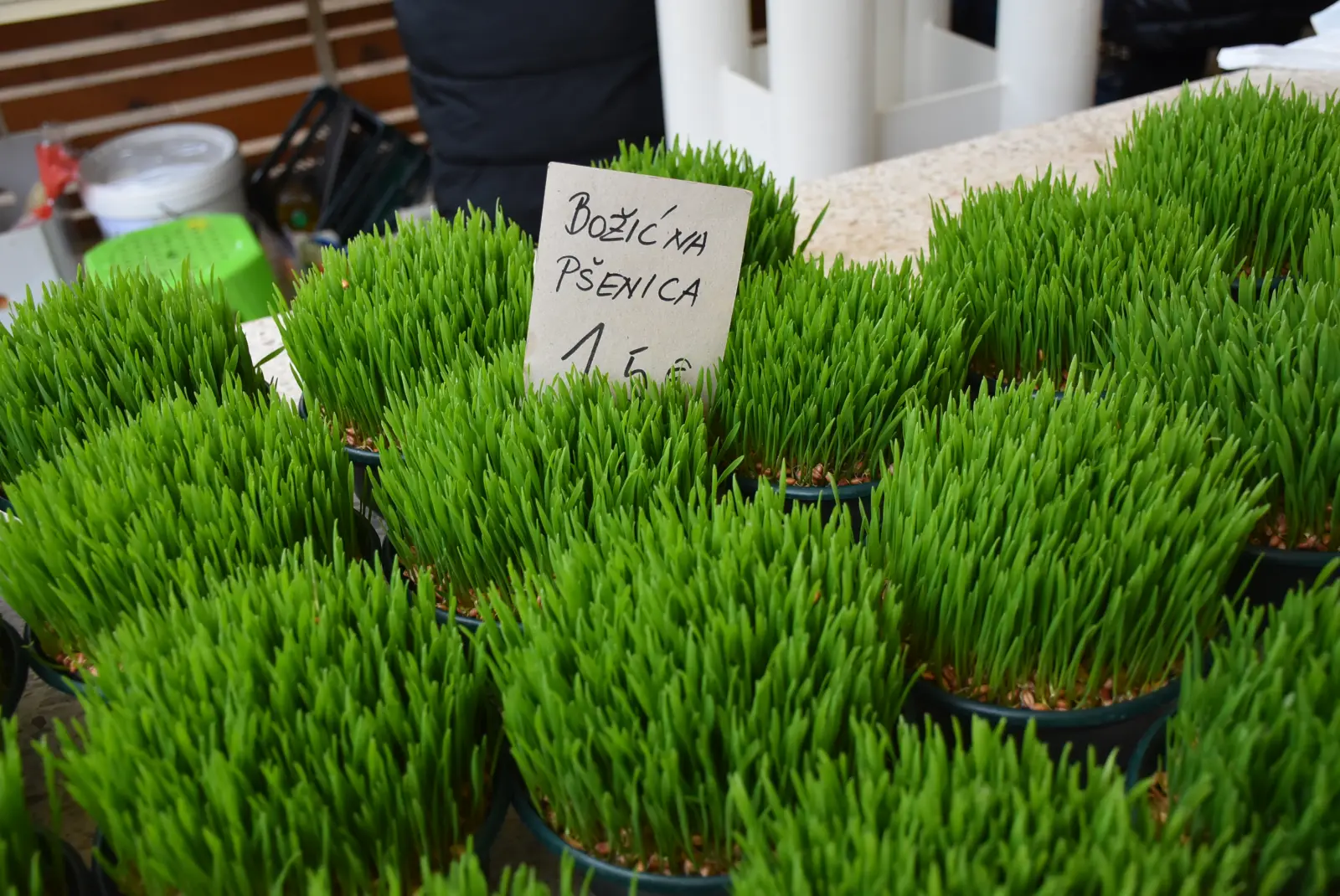 Tržnica, Čakovec, Badnjak (23)