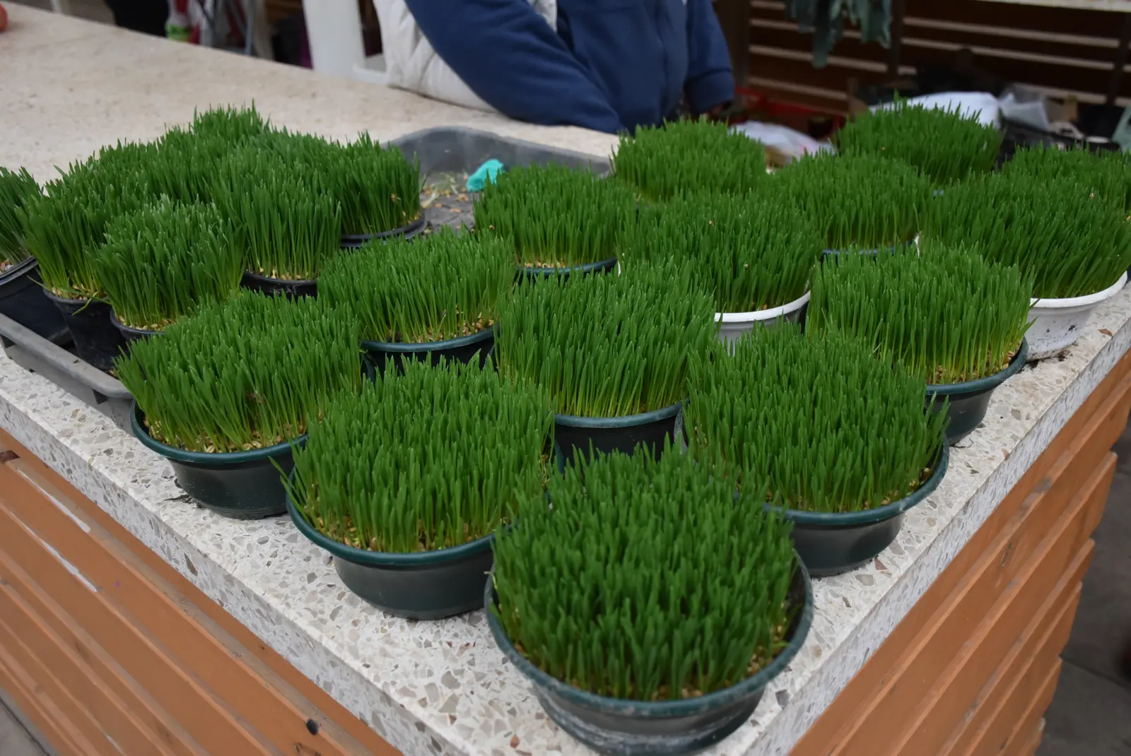 Tržnica, Čakovec, Badnjak (3)