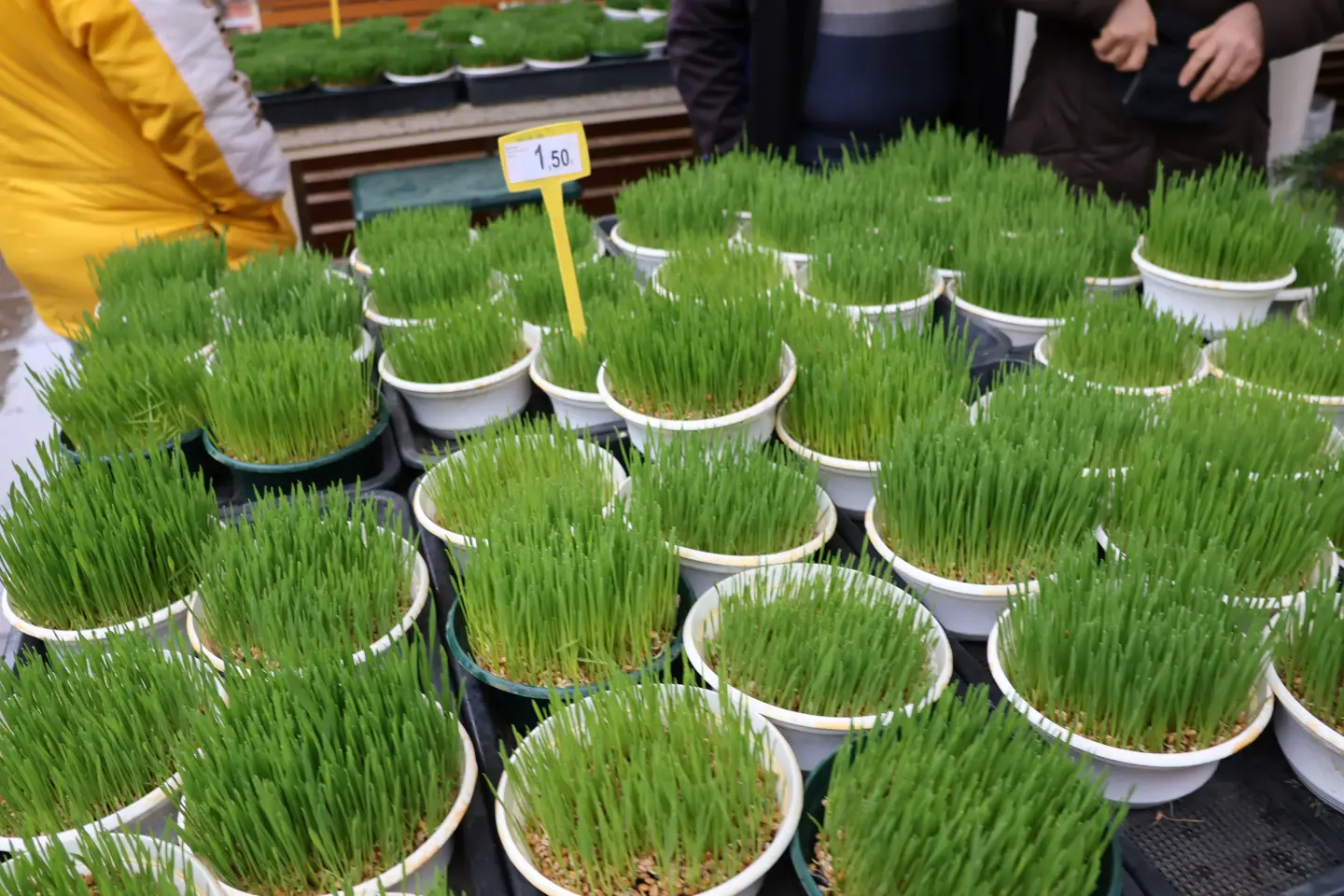 Tržnica Čakovec badnjak 24.12.2025 (5)