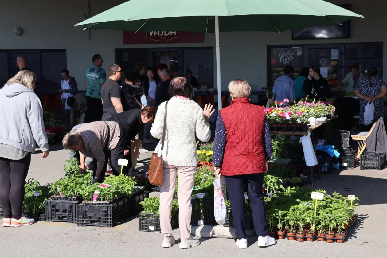 Tržnica Kotoriba 9.5.2026 (2)