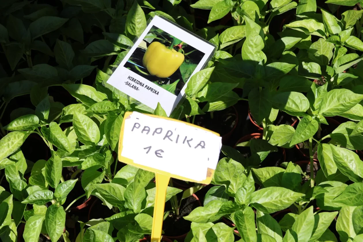 Tržnica Kotoriba 9.5.2026 (9)