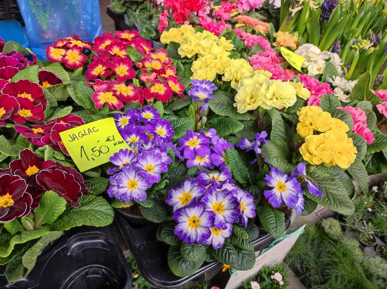 Tržnica Prelog (10)