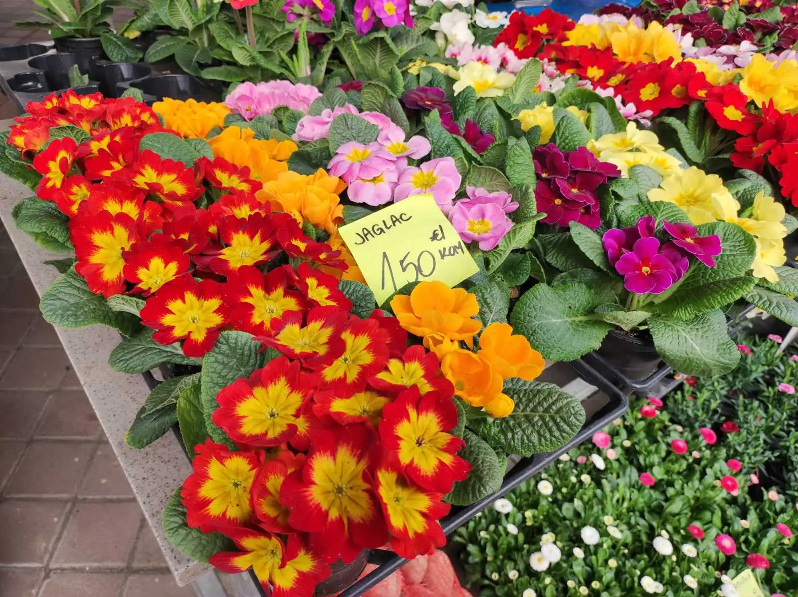 Tržnica Prelog (12)