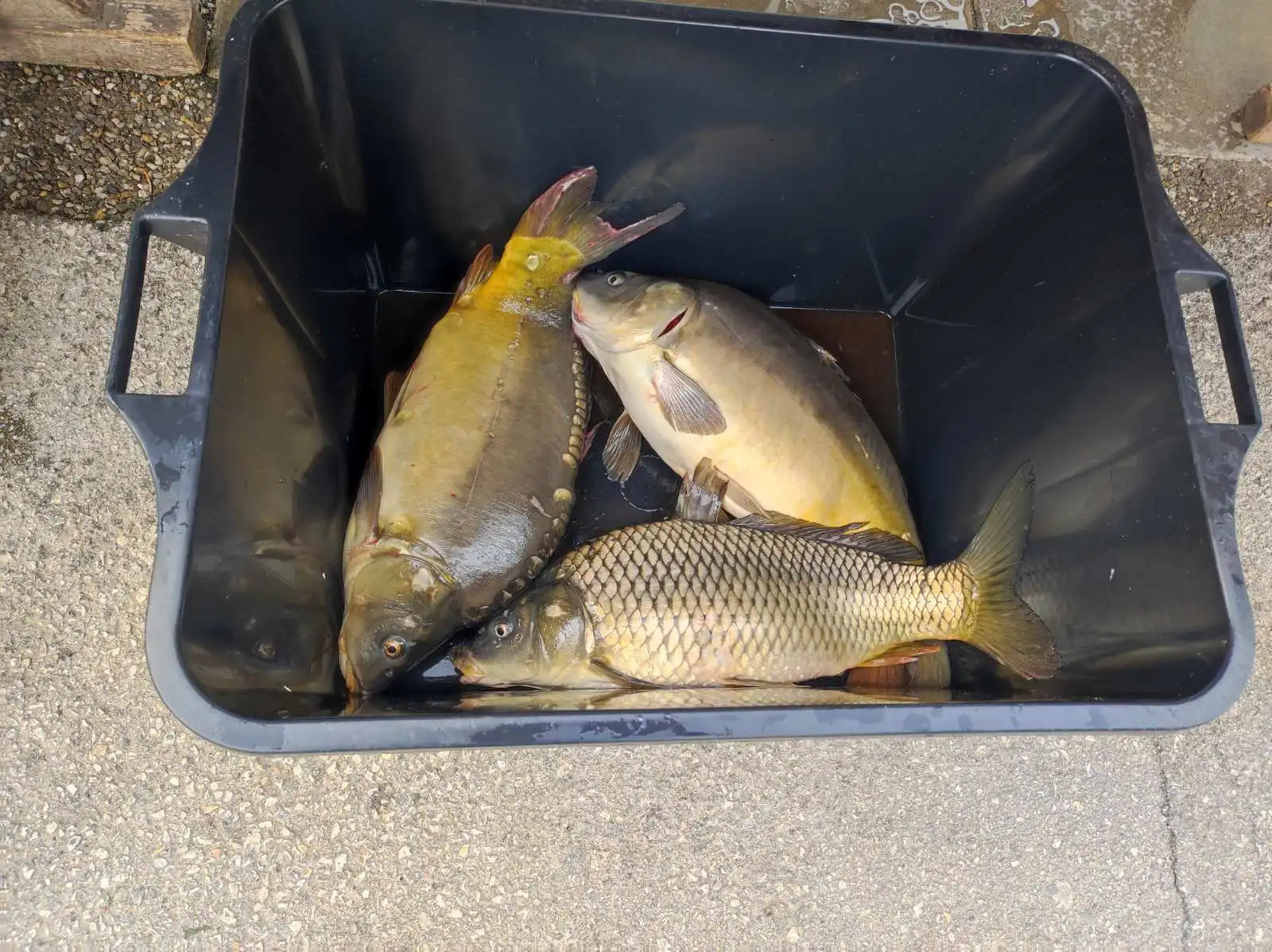 Tržnica Prelog (15)