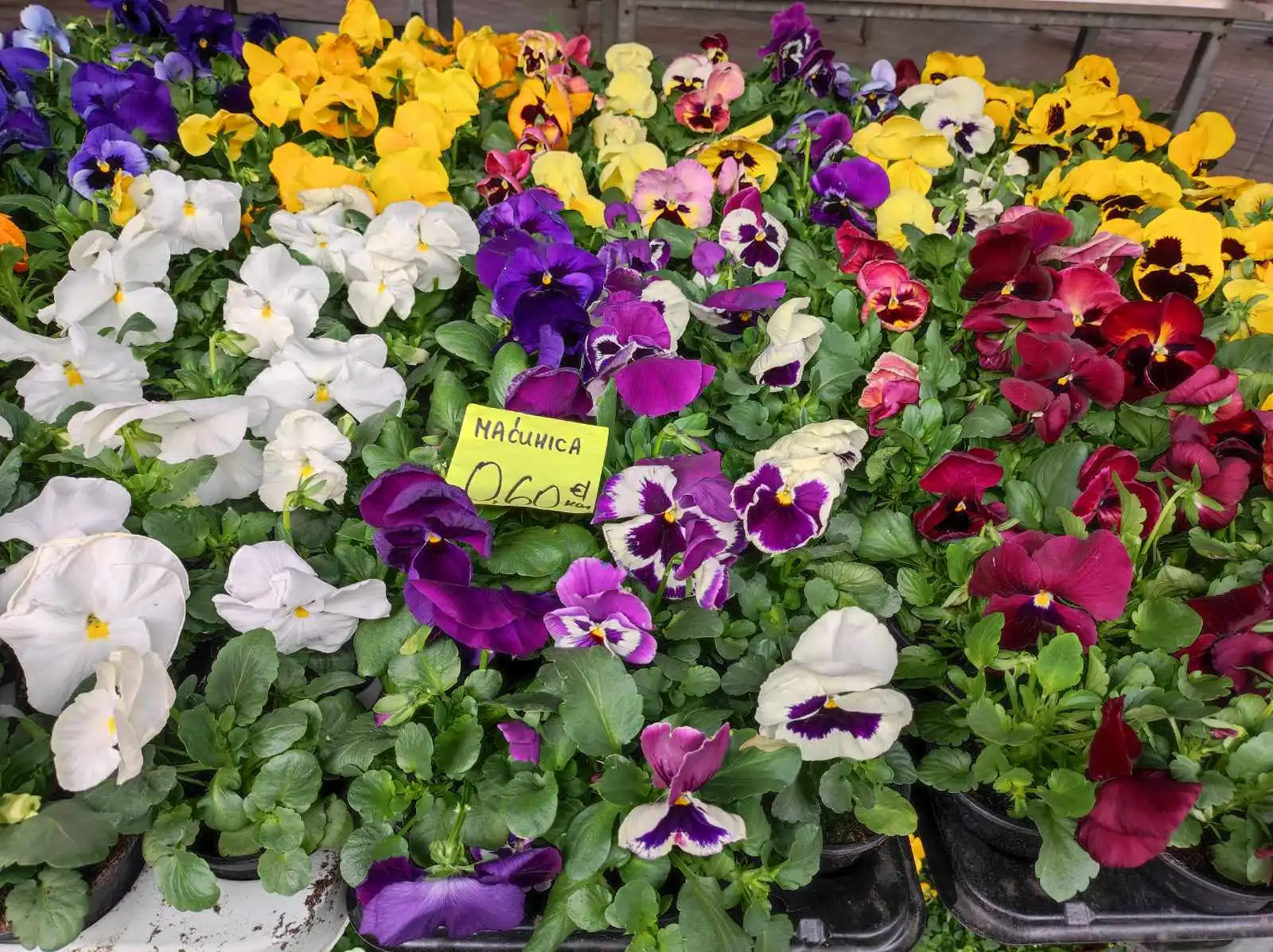 Tržnica Prelog (19)