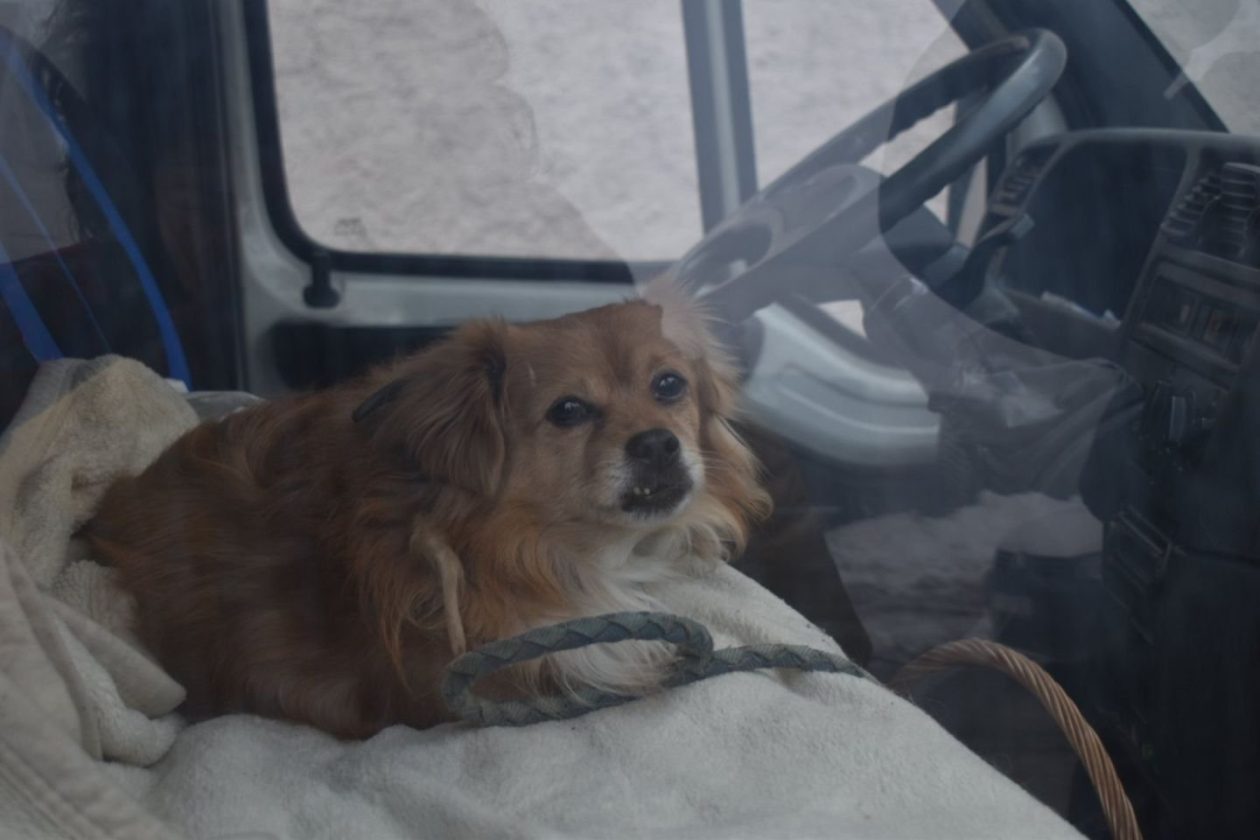 Tržnica Prelog 2026 (4) Tržnica Prelog 2026 (4)