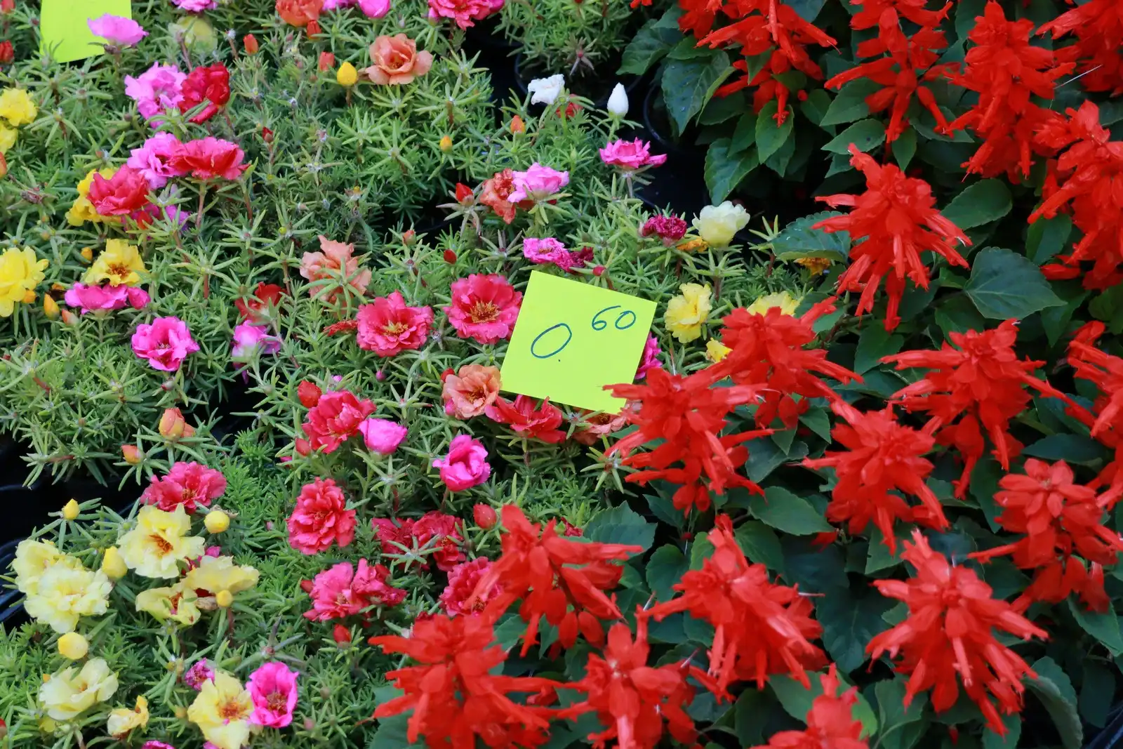 Tržnica u Prelogu (14)