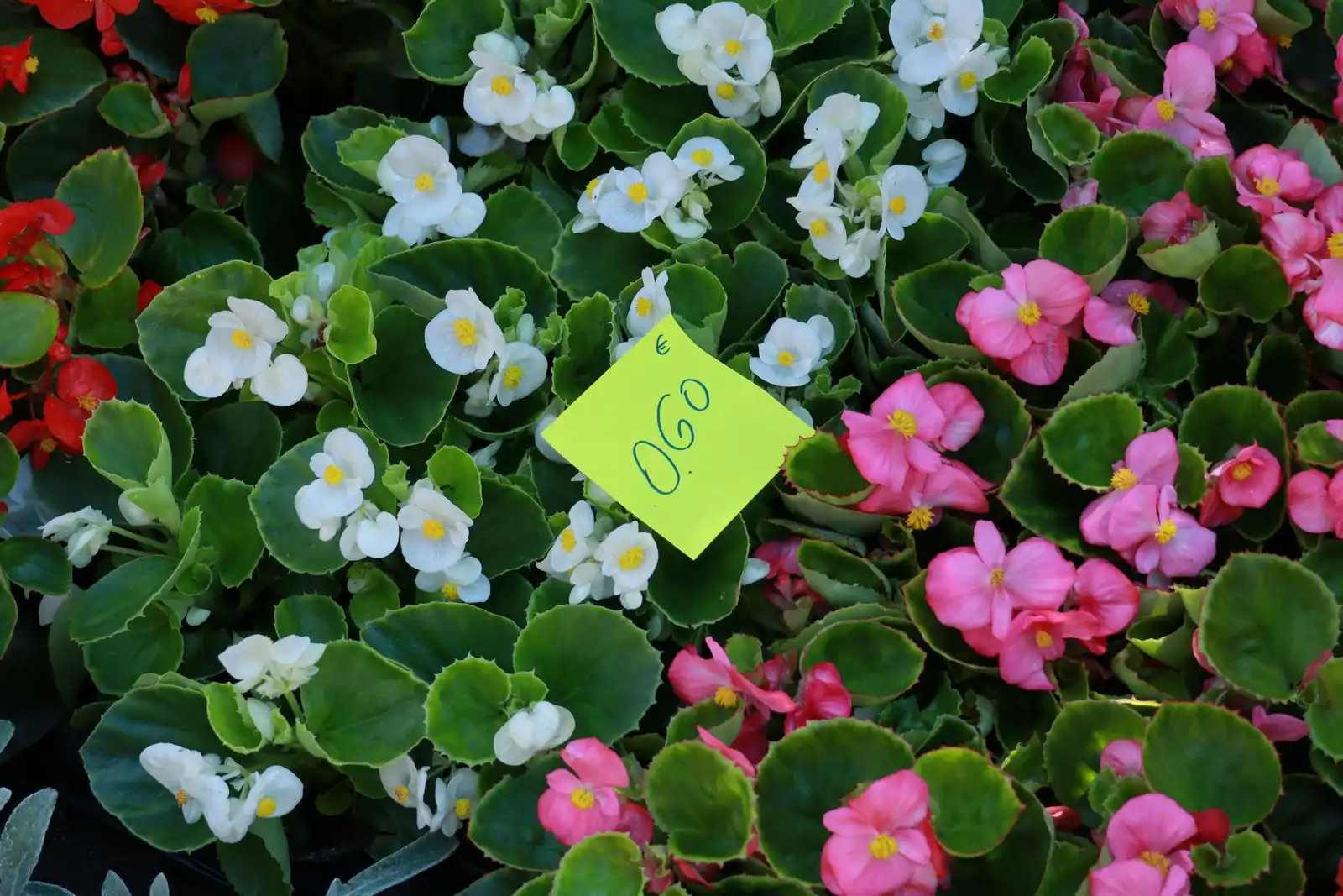 Tržnica u Prelogu (15)