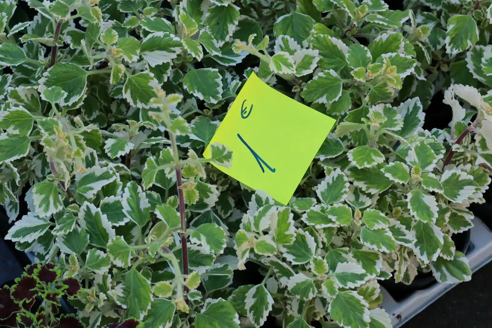 Tržnica u Prelogu (16)