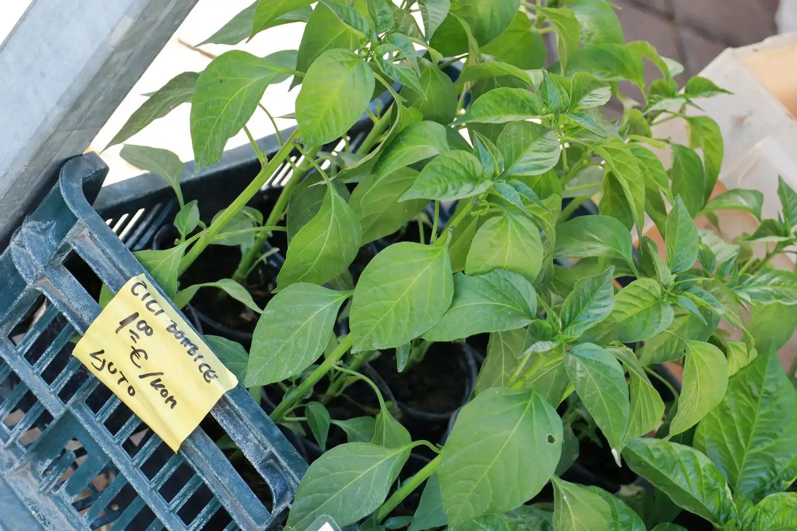 Tržnica u Prelogu (18)