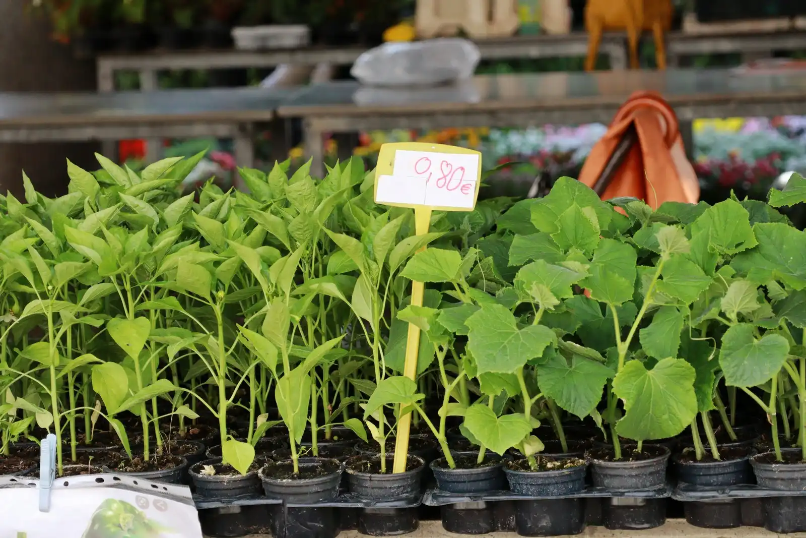 Tržnica u Prelogu (37)