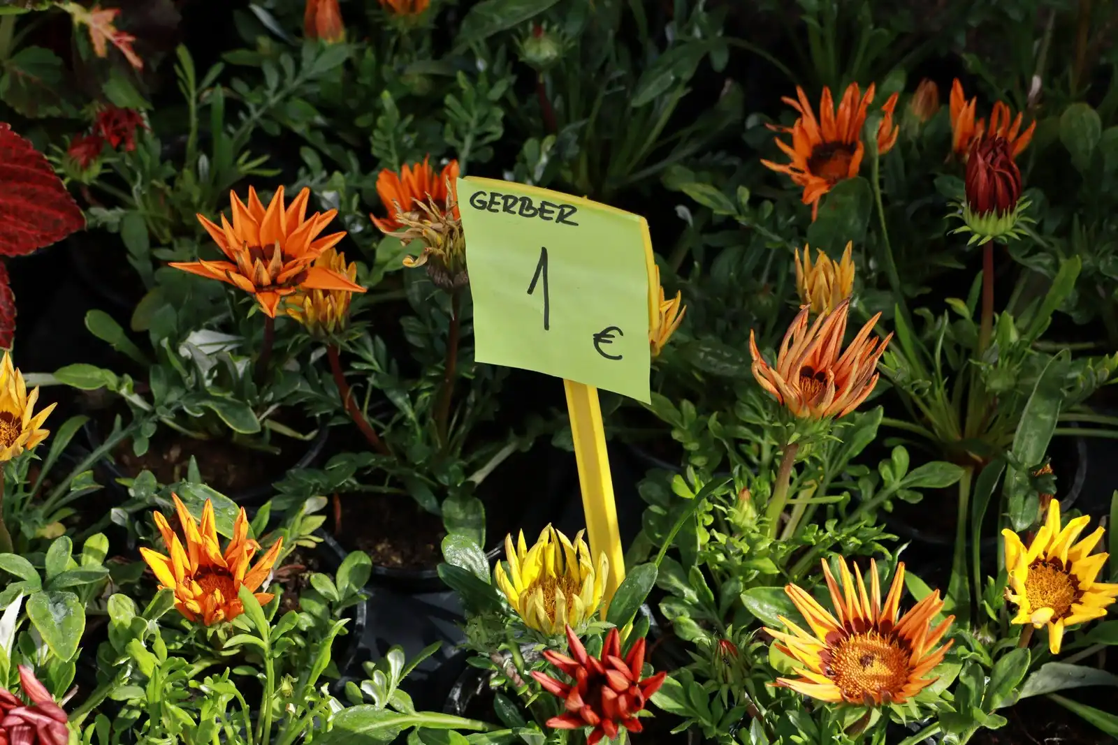 Tržnica u Prelogu (50)