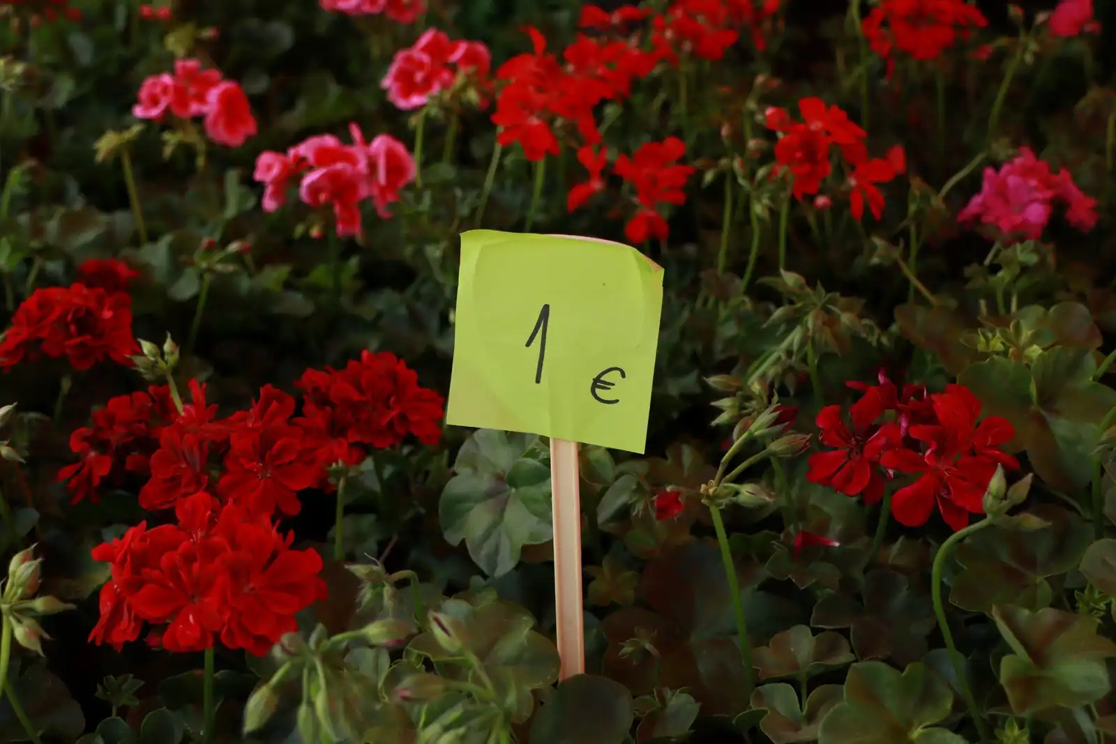 Tržnica u Prelogu (51)