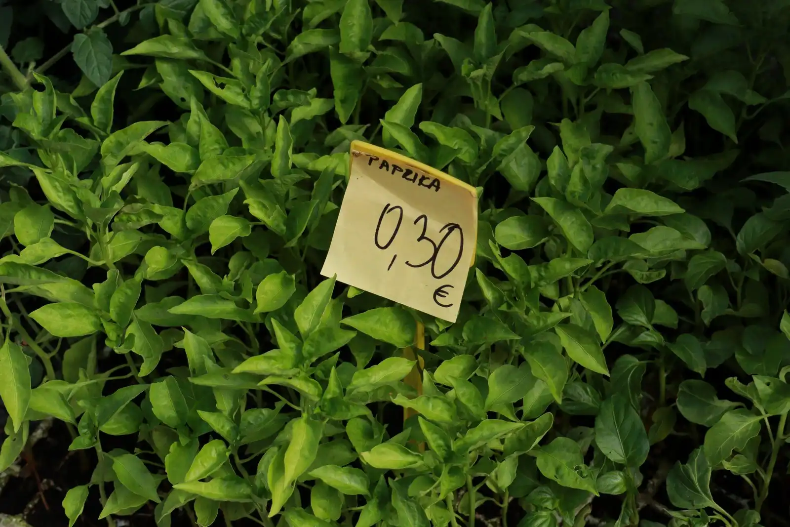 Tržnica u Prelogu (55)