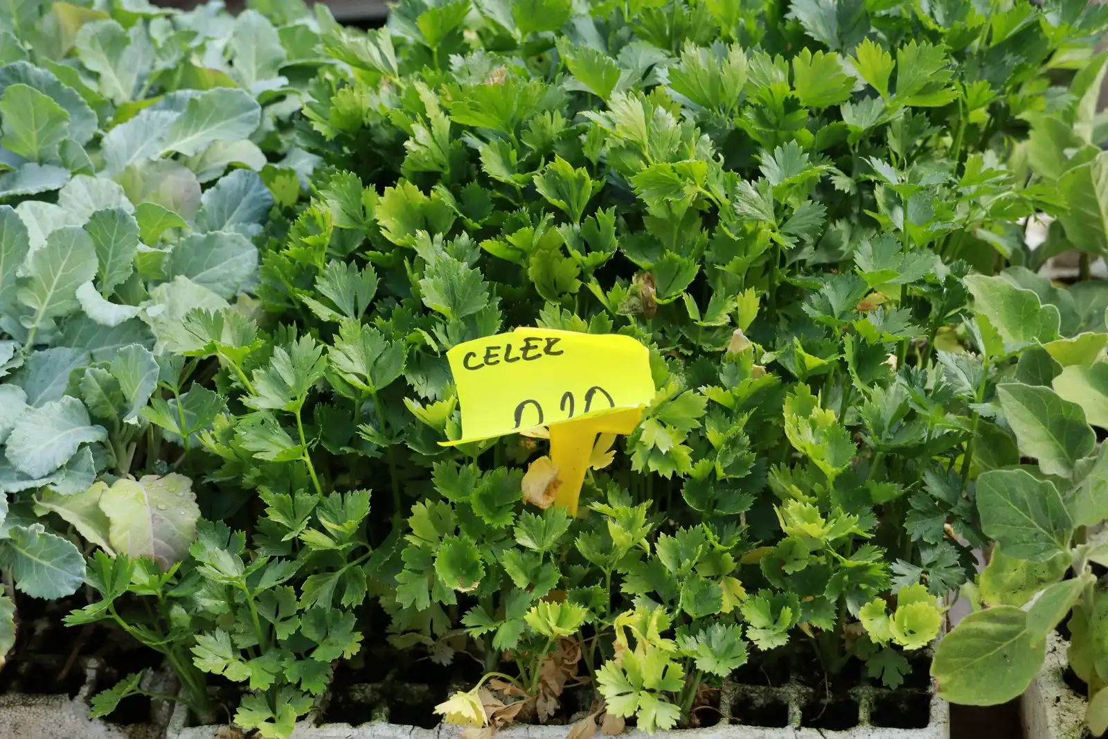 Tržnica u Prelogu (56)