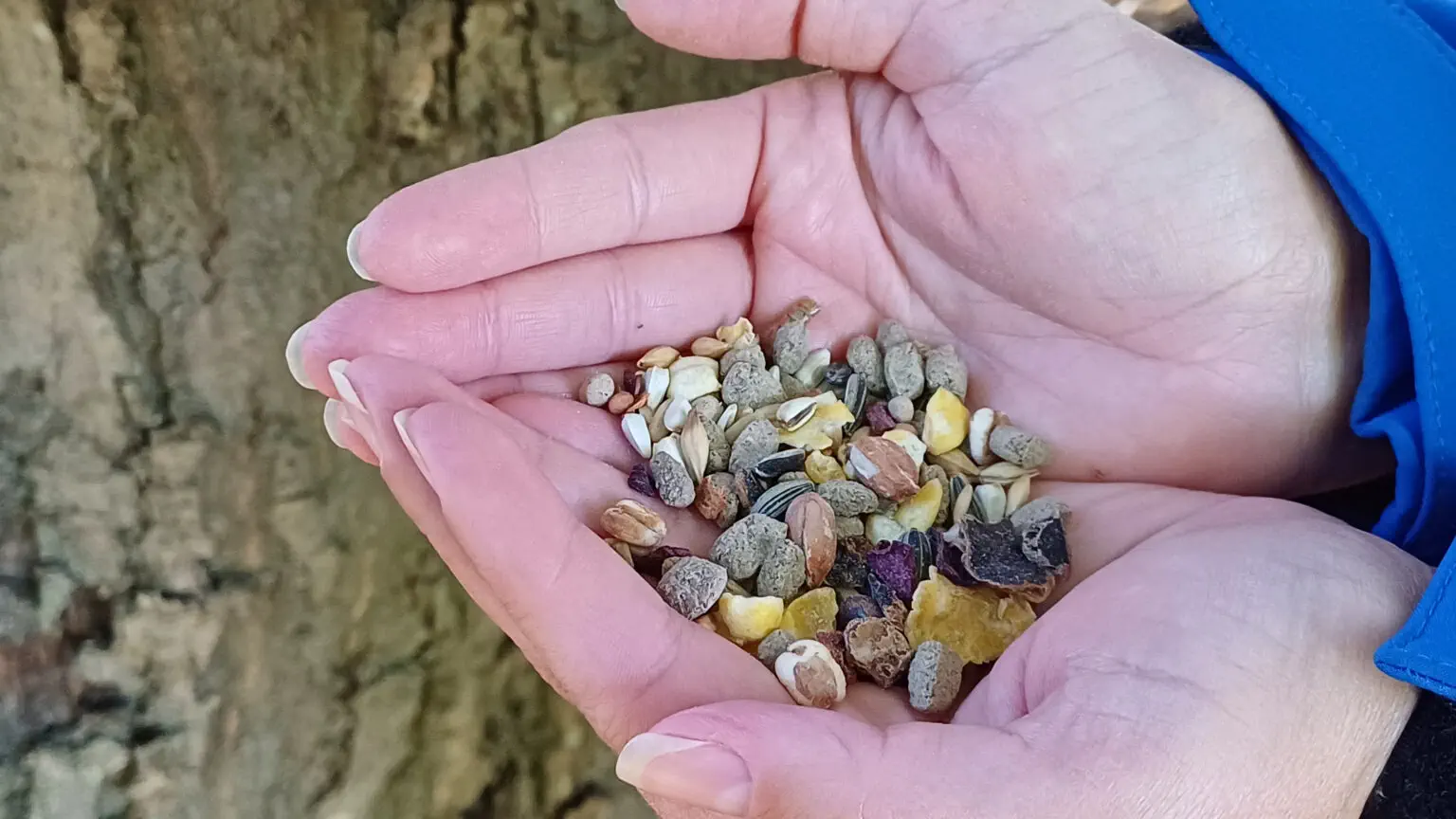 U Čakovcu postavljene hranilice za vjeverice (2)