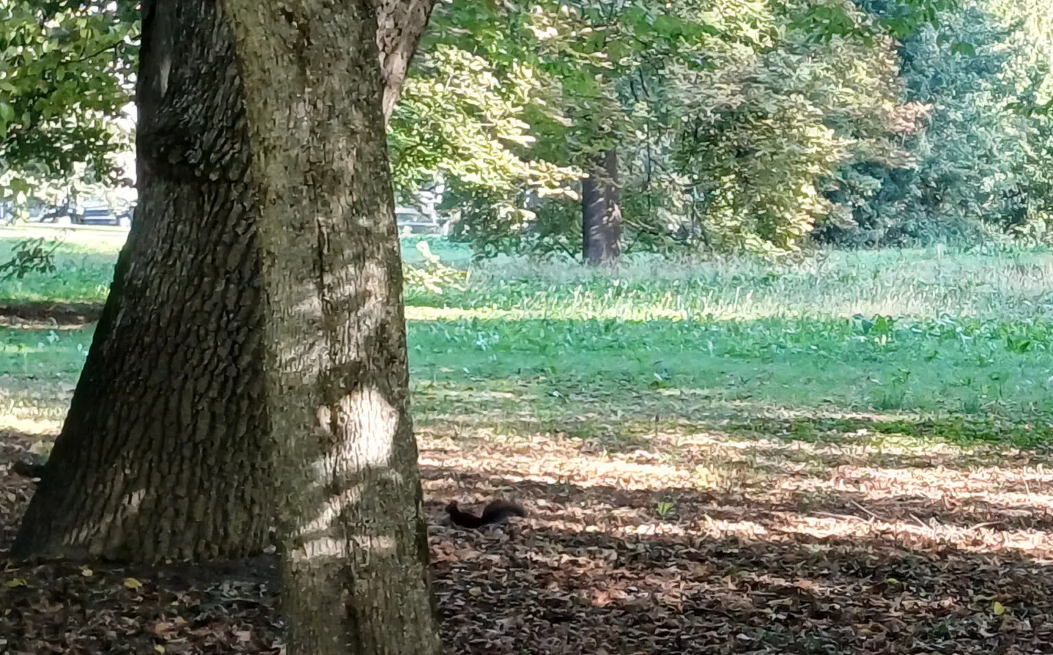 U Čakovcu postavljene hranilice za vjeverice (3)