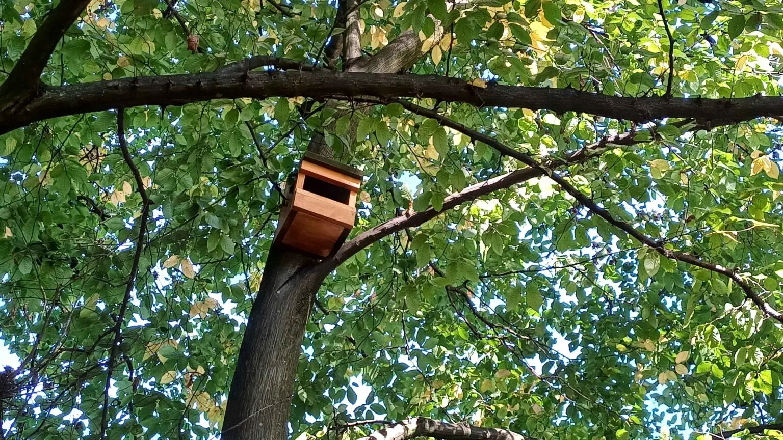 U Čakovcu postavljene hranilice za vjeverice (4)