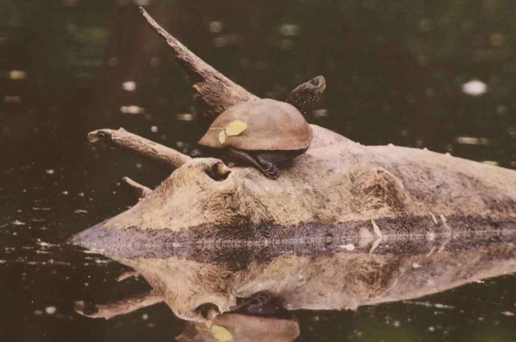 U Scheierici otvorena izložba “Matuljov peh” – pronađite skrivene životinje! (3) U Scheierici otvorena izložba “Matuljov peh” – pronađite skrivene životinje! (3)