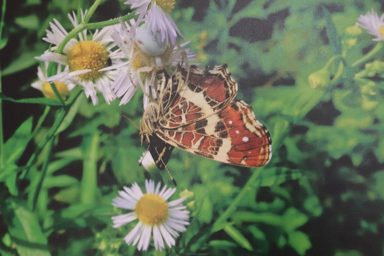 U Scheierici otvorena izložba “Matuljov peh” – pronađite skrivene životinje! (5)