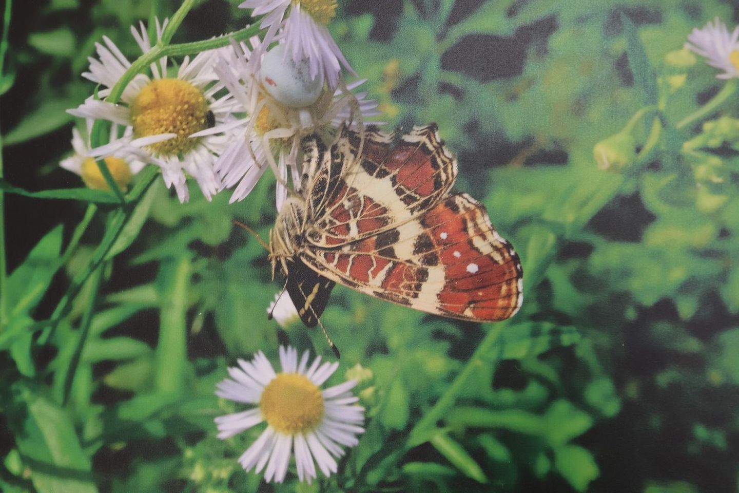 U Scheierici otvorena izložba “Matuljov peh” – pronađite skrivene životinje! (5)