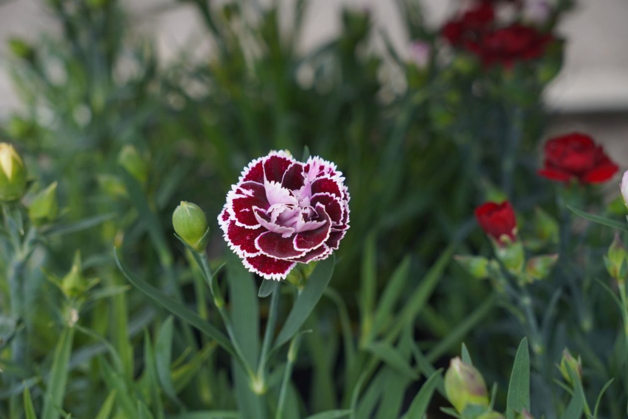 UŽ Pretetinec sajam cvijeća (10)