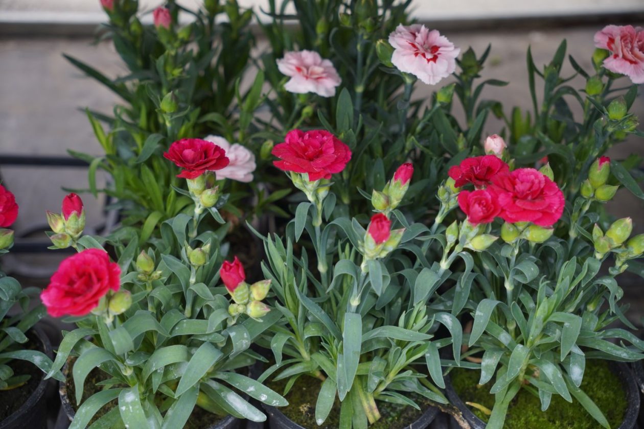 UŽ Pretetinec sajam cvijeća (11)