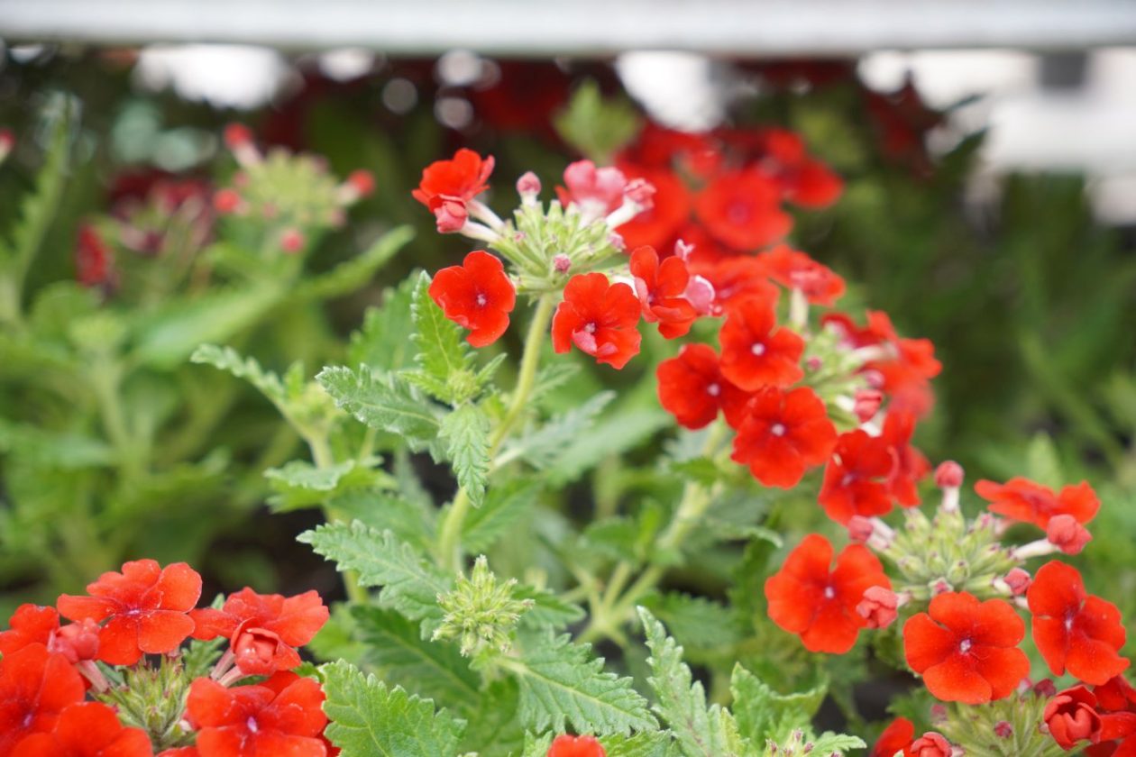 UŽ Pretetinec sajam cvijeća (12)