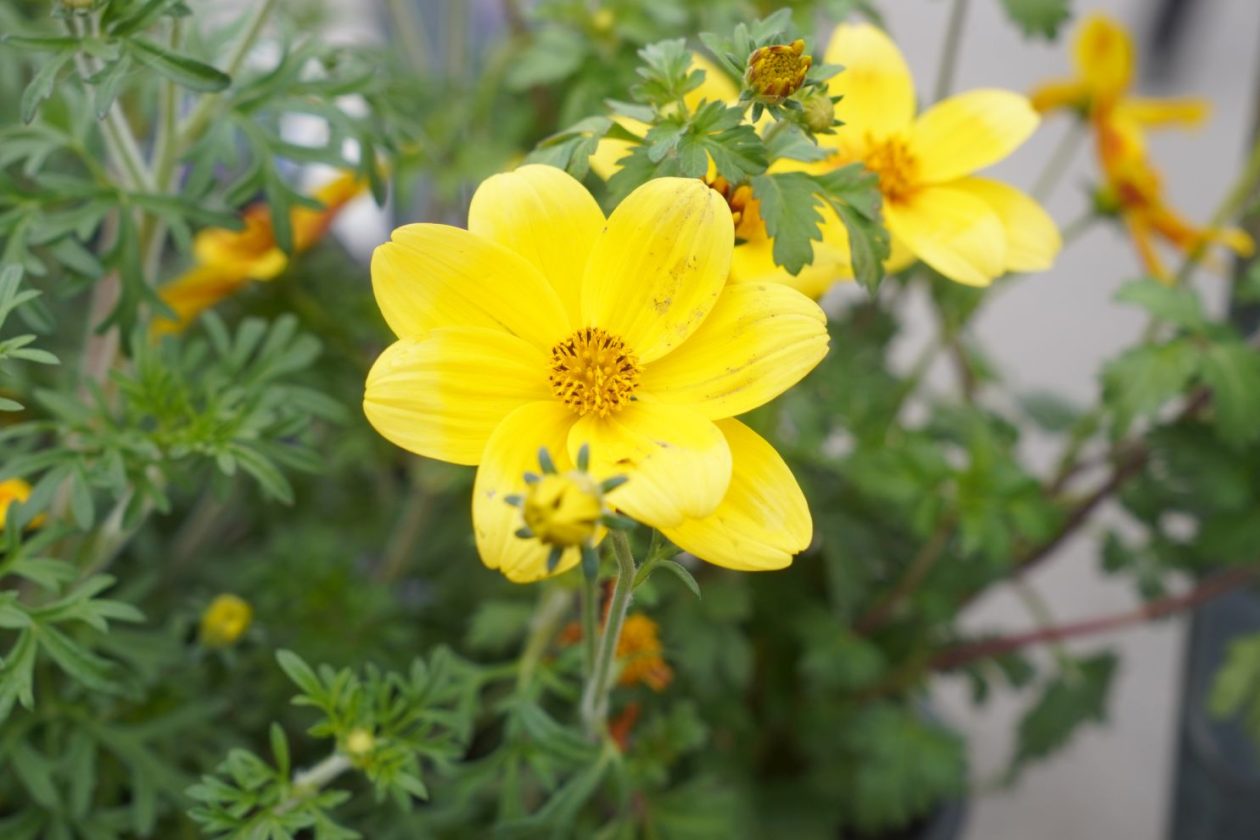 UŽ Pretetinec sajam cvijeća (13)