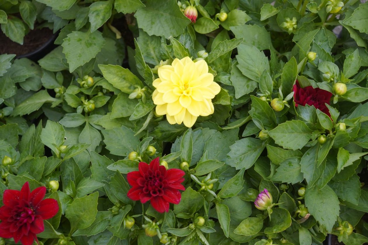 UŽ Pretetinec sajam cvijeća (14)