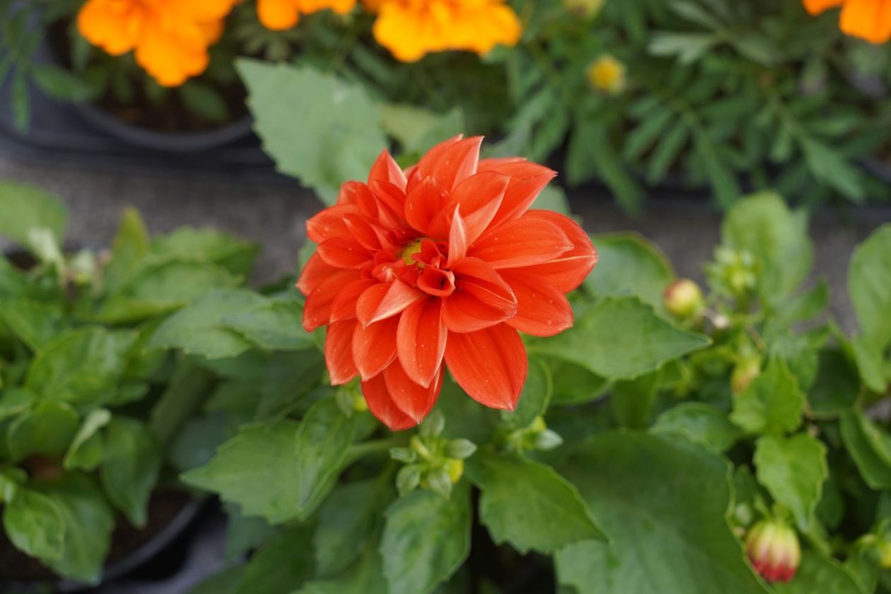 UŽ Pretetinec sajam cvijeća (15)