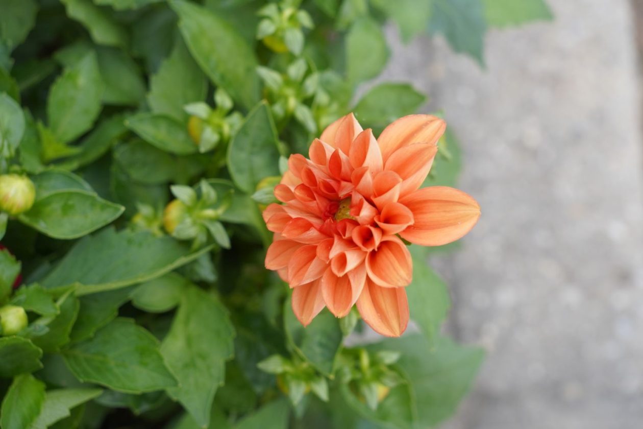 UŽ Pretetinec sajam cvijeća (16)