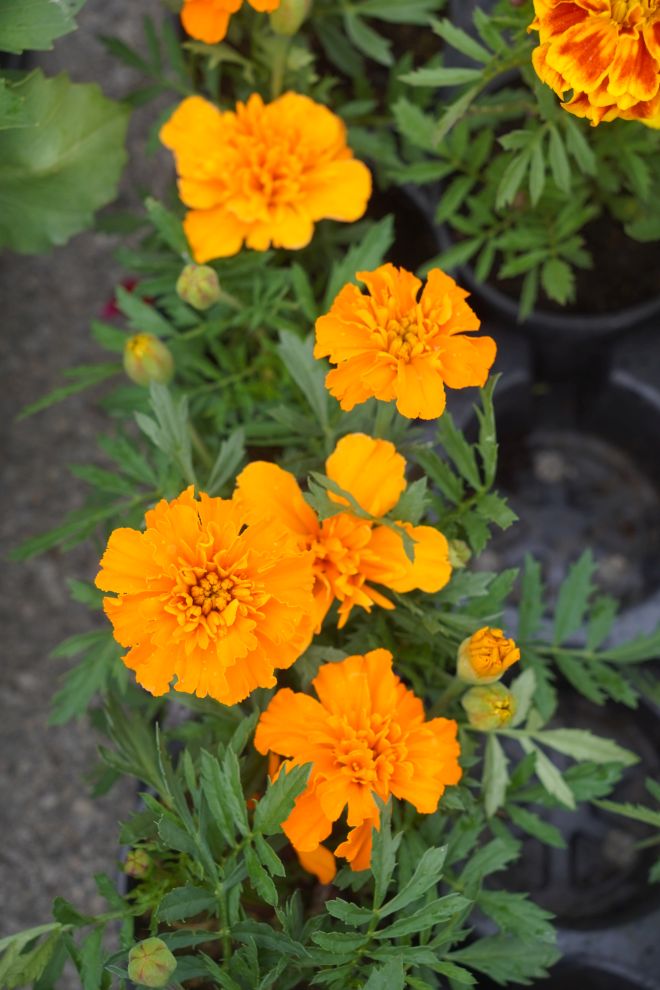 UŽ Pretetinec sajam cvijeća (17)