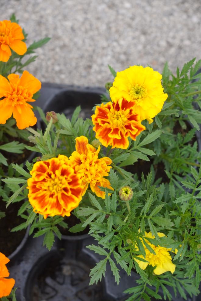 UŽ Pretetinec sajam cvijeća (18)