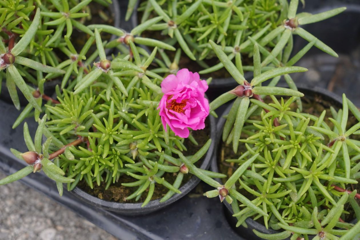 UŽ Pretetinec sajam cvijeća (19)