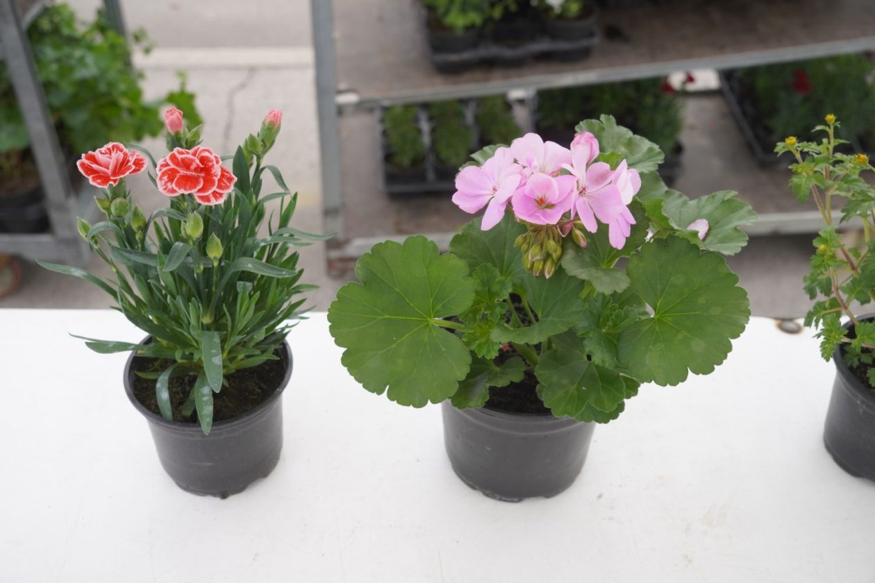 UŽ Pretetinec sajam cvijeća (2)