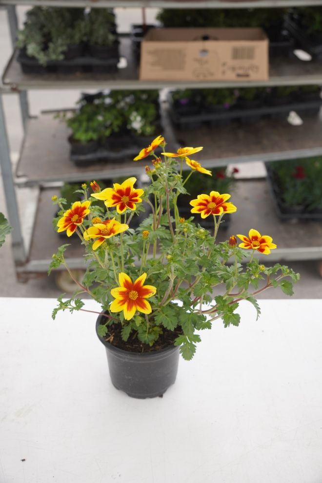 UŽ Pretetinec sajam cvijeća (3)