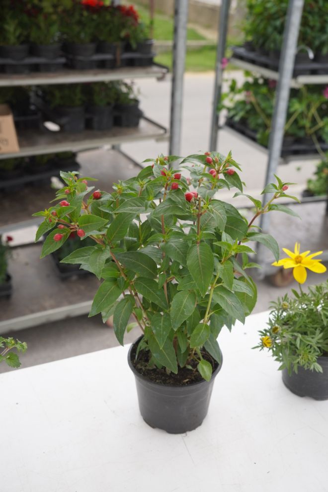 UŽ Pretetinec sajam cvijeća (4)