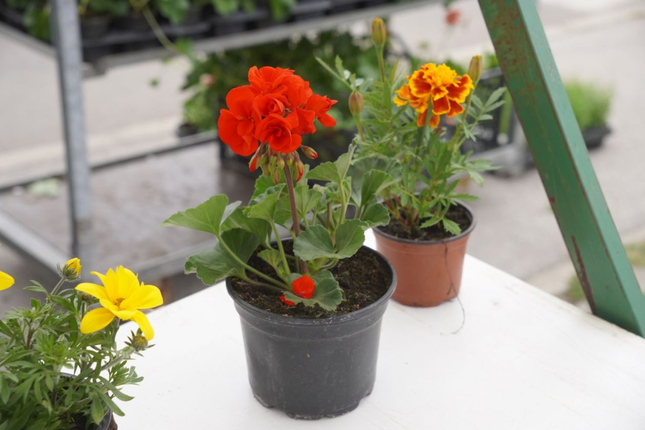 UŽ Pretetinec sajam cvijeća (5)