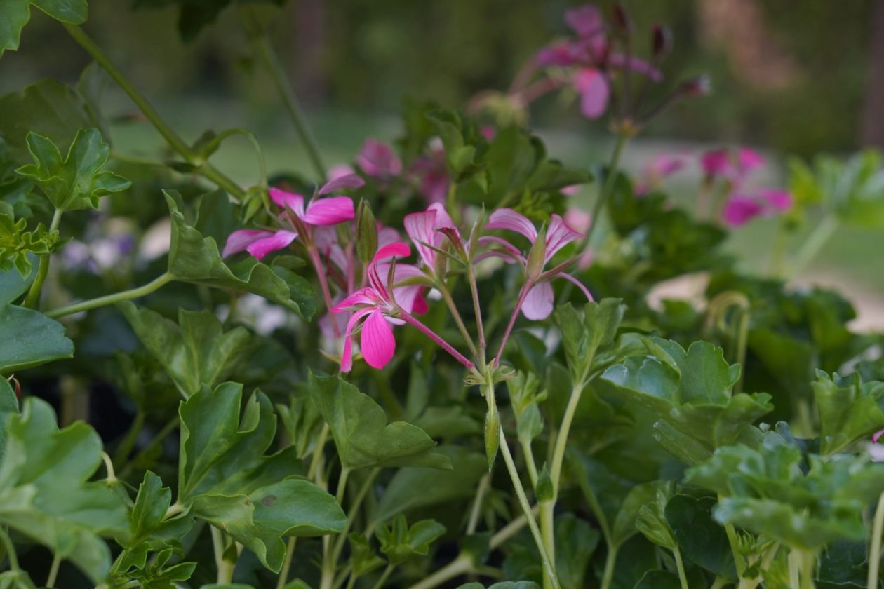 UŽ Pretetinec sajam cvijeća (7)