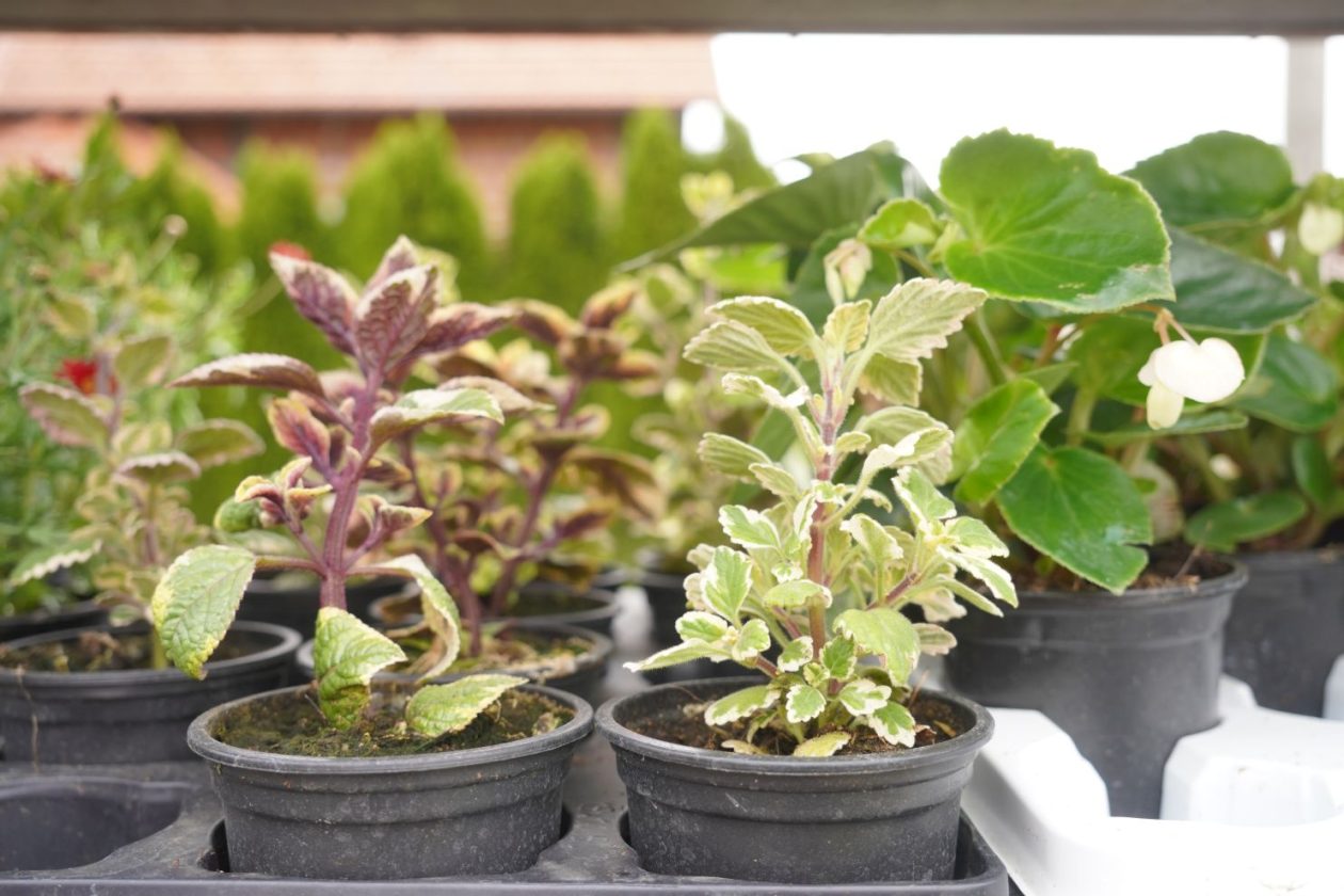 UŽ Pretetinec sajam cvijeća (9)