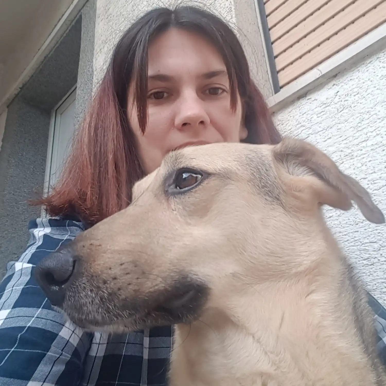 Udomljen pas Toffe (1)