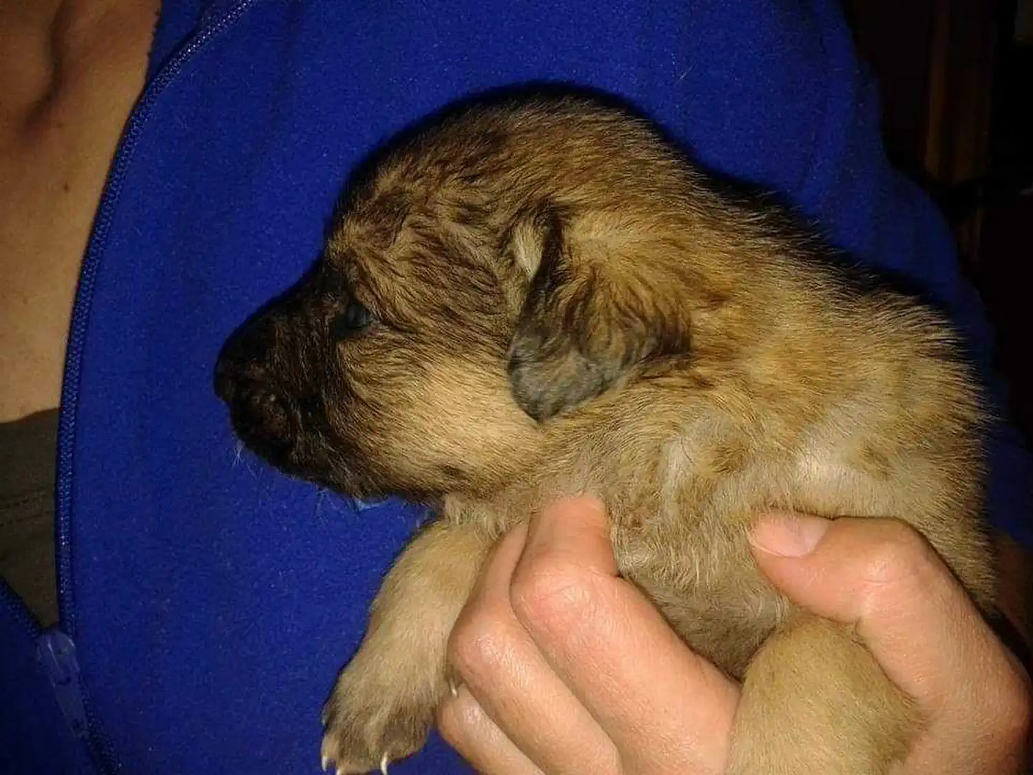 Udomljen pas Toffe (10)