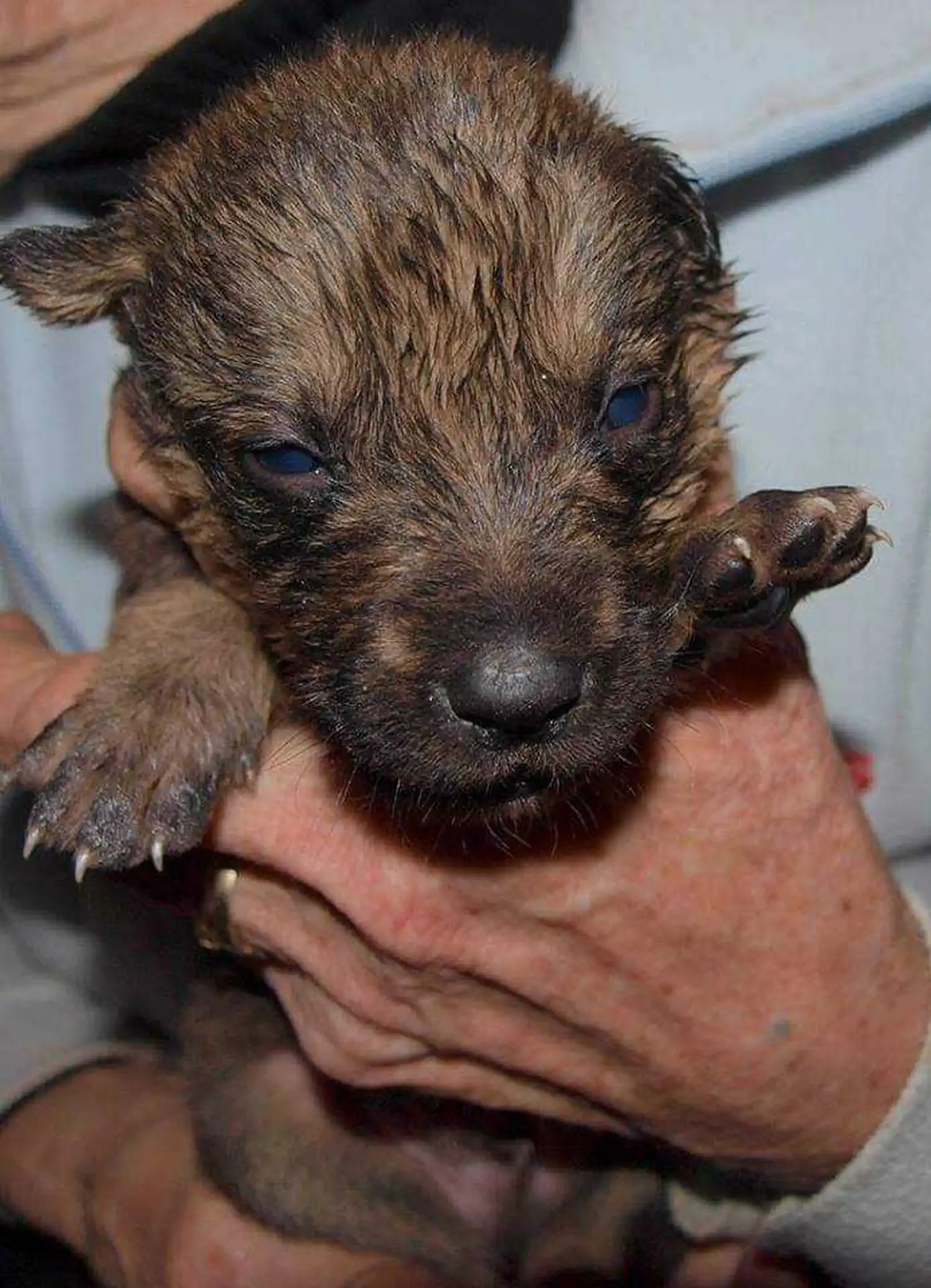 Udomljen pas Toffe (11)